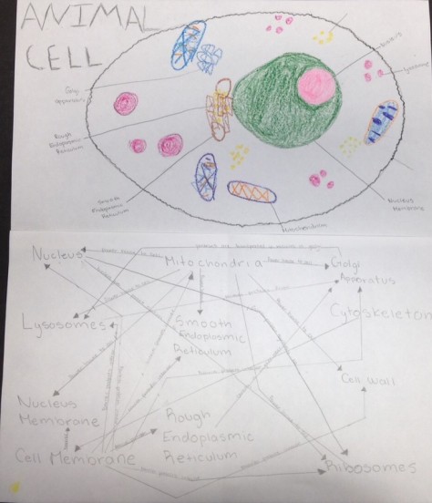 Animal Cell Organelle Network Diagram